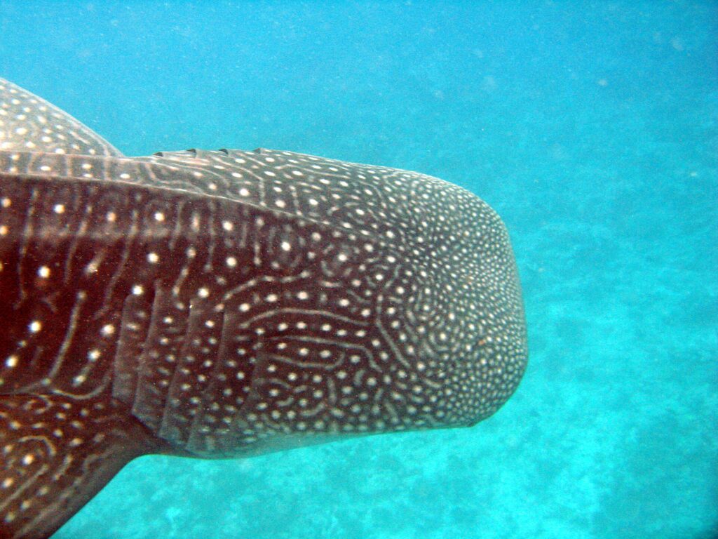 Primer plano de la cabeza de un tiburón ballena, con la piel marrón oscura cubierta de puntos y líneas blancas y las hendiduras branquiales visibles, sobre fondo turquesa