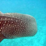 Primer plano de la cabeza de un tiburón ballena, con la piel marrón oscura cubierta de puntos y líneas blancas y las hendiduras branquiales visibles, sobre fondo turquesa