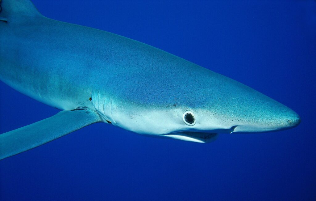 Primer plano de un tiburón azul de perfil, con el hocico puntiagudo, un gran ojo redondo y las hendiduras branquiales, en un azul profundo