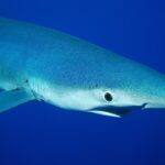 Primer plano de un tiburón azul de perfil, con el hocico puntiagudo, un gran ojo redondo y las hendiduras branquiales, en un azul profundo