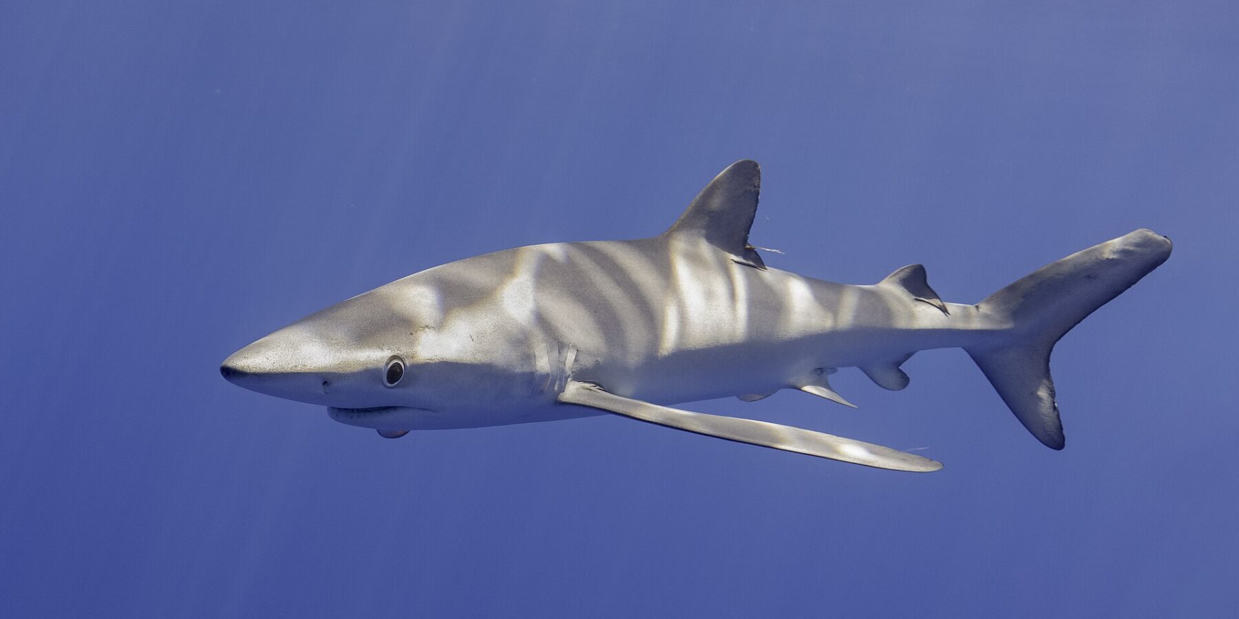 Un tiburón azul visto de lado y ligeramente desde abajo, con el dorso surcado de reflejos de sol y las largas pectorales extendidas, en un agua de un azul uniforme