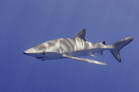Un tiburón azul visto de lado y ligeramente desde abajo, con el dorso surcado de reflejos de sol y las largas pectorales extendidas, en un agua de un azul uniforme