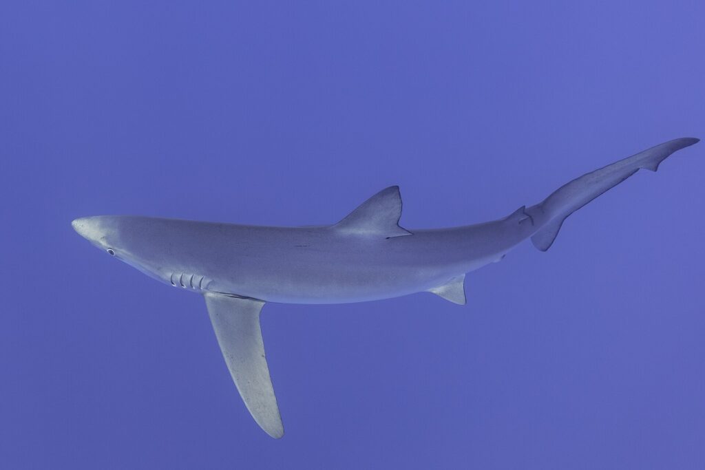 Un tiburón azul visto de lado y desde abajo llena la imagen, con la larga pectoral tendida hacia abajo y las hendiduras branquiales y el ojo redondo visibles, sobre un fondo azul violáceo uniforme