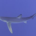 Un tiburón azul visto de lado y desde abajo llena la imagen, con la larga pectoral tendida hacia abajo y las hendiduras branquiales y el ojo redondo visibles, sobre un fondo azul violáceo uniforme