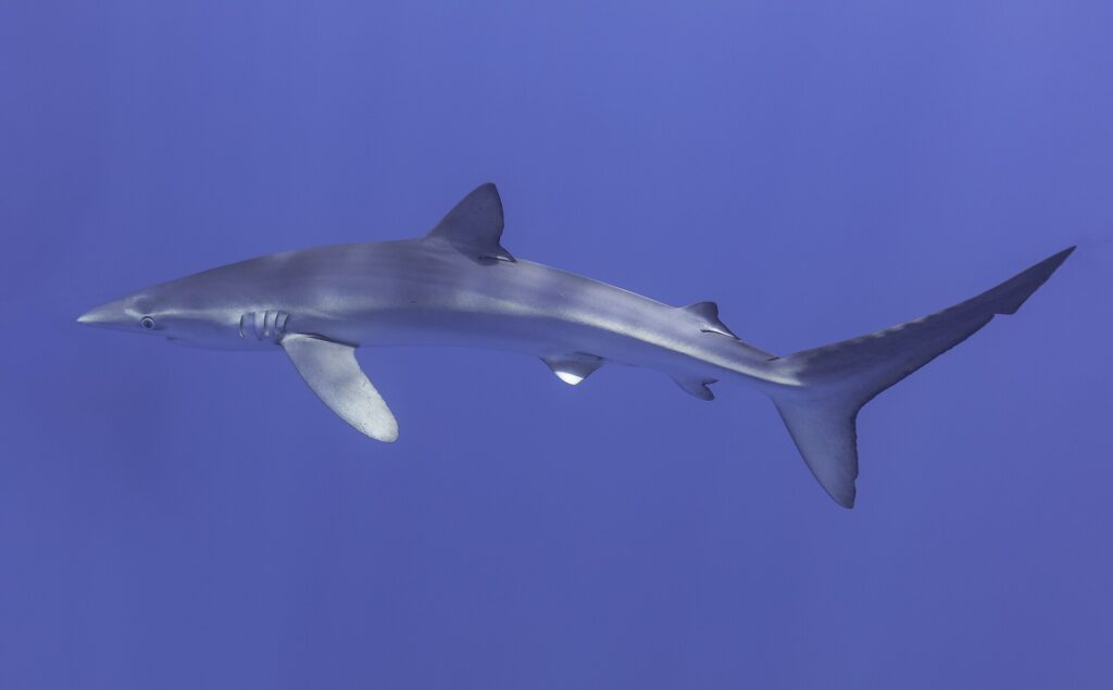 Un tiburón azul de perfil cruza toda la imagen, con el hocico puntiagudo a la izquierda, la dorsal alta, las largas pectorales y la gran aleta caudal, y reflejos de luz en el dorso, en un azul uniforme