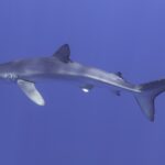 Un tiburón azul de perfil cruza toda la imagen, con el hocico puntiagudo a la izquierda, la dorsal alta, las largas pectorales y la gran aleta caudal, y reflejos de luz en el dorso, en un azul uniforme