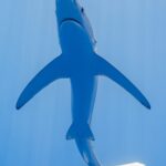 Un tiburón azul visto justo desde abajo en un agua azul claro, con el vientre blanco, el hocico puntiagudo, la boca y las pectorales muy largas y estrechas desplegadas como alas, y la cola doblada hacia la derecha