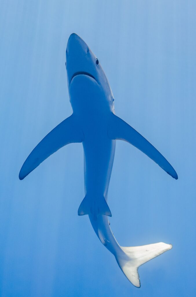 Un tiburón azul visto justo desde abajo en un agua azul claro, con el vientre blanco, el hocico puntiagudo, la boca y las pectorales muy largas y estrechas desplegadas como alas, y la cola doblada hacia la derecha
