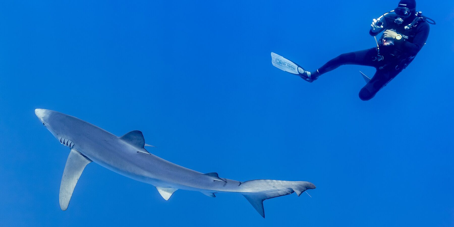 Un tiburón azul de cuerpo largo gris plateado, con las pectorales extendidas, pasa por el azul profundo bajo un buceador con traje negro que lo fotografía