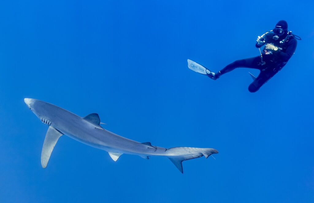 Un tiburón azul largo y fino pasa en diagonal por el azul, con el hocico puntiagudo, la larga pectoral y la cola bien visibles, mientras un buceador con traje negro lo fotografía desde arriba