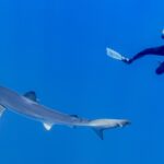 Un tiburón azul largo y fino pasa en diagonal por el azul, con el hocico puntiagudo, la larga pectoral y la cola bien visibles, mientras un buceador con traje negro lo fotografía desde arriba
