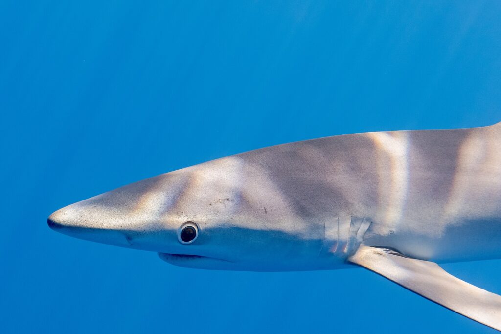 Primer plano de perfil de la cabeza de un tiburón azul en un agua de un azul uniforme, con el hocico largo y cónico, el gran ojo redondo rodeado de claro, las hendiduras branquiales y el arranque de una larga pectoral