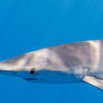 Primer plano de perfil de la cabeza de un tiburón azul en un agua de un azul uniforme, con el hocico largo y cónico, el gran ojo redondo rodeado de claro, las hendiduras branquiales y el arranque de una larga pectoral