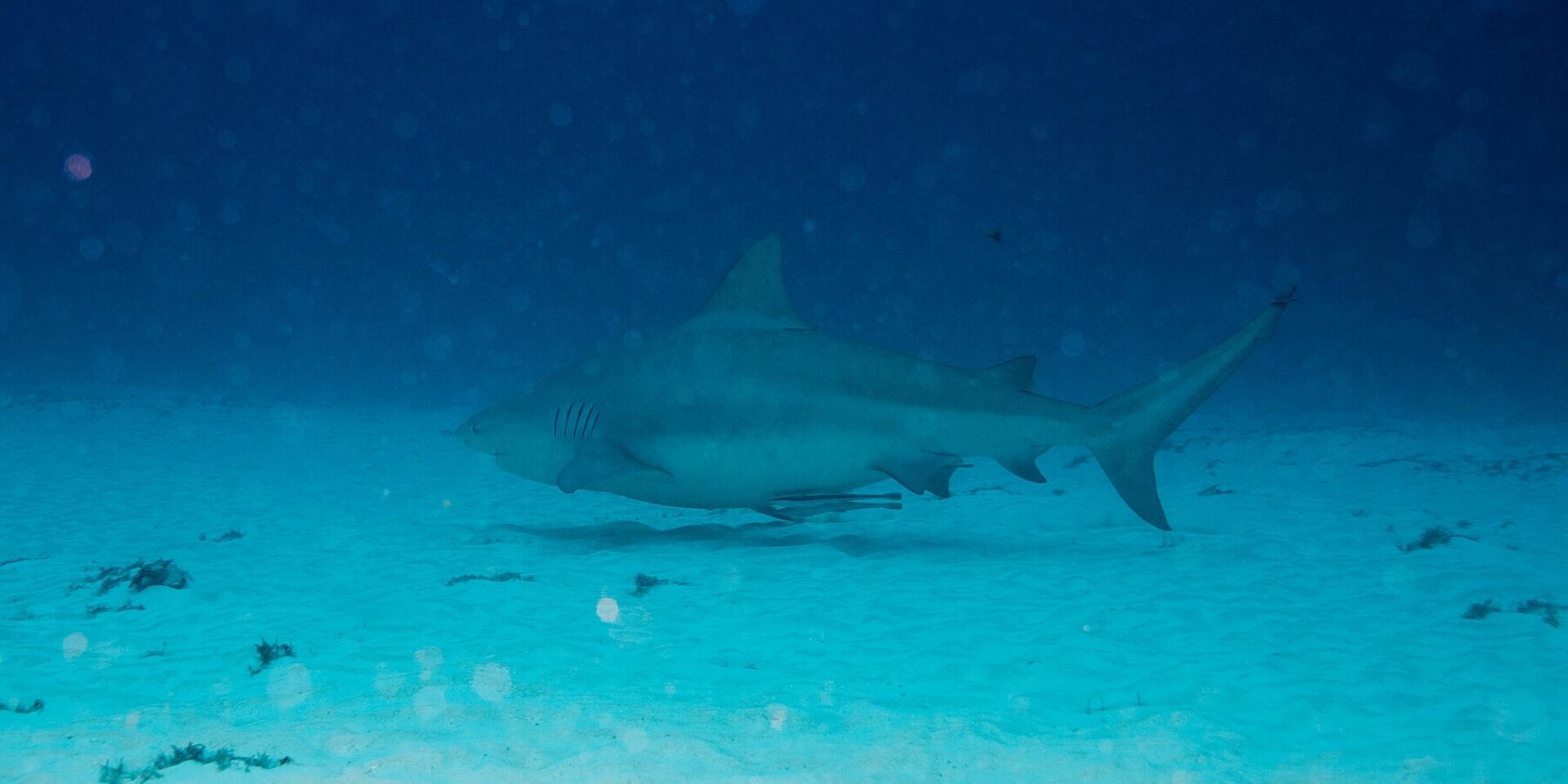 Un tiburón toro de perfil, gris y rechoncho, nada a ras de un fondo de arena blanca salpicado de matas de algas, con el azul oscuro por encima