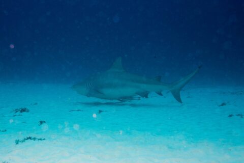 Un tiburón toro de perfil, gris y rechoncho, nada a ras de un fondo de arena blanca salpicado de matas de algas, con el azul oscuro por encima