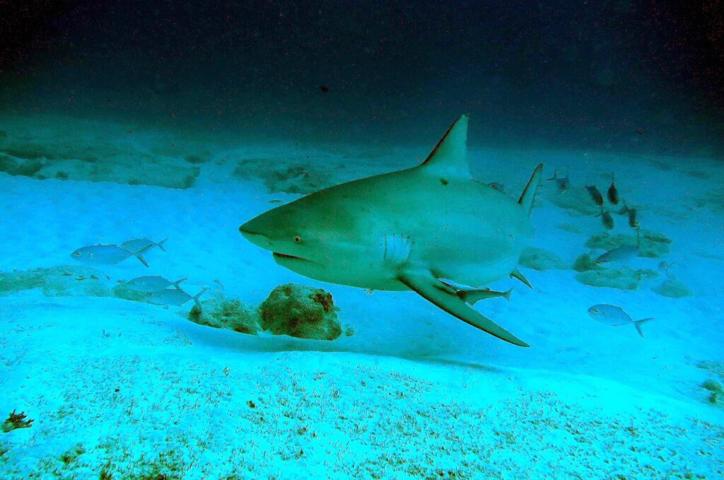 Un tiburón toro de tres cuartos de frente sobre una arena blanca salpicada de rocas, con el hocico corto y redondeado, el ojo pequeño, la primera dorsal alta y triangular, una rémora bajo el vientre y jureles alrededor