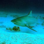 Un tiburón toro de tres cuartos de frente sobre una arena blanca salpicada de rocas, con el hocico corto y redondeado, el ojo pequeño, la primera dorsal alta y triangular, una rémora bajo el vientre y jureles alrededor