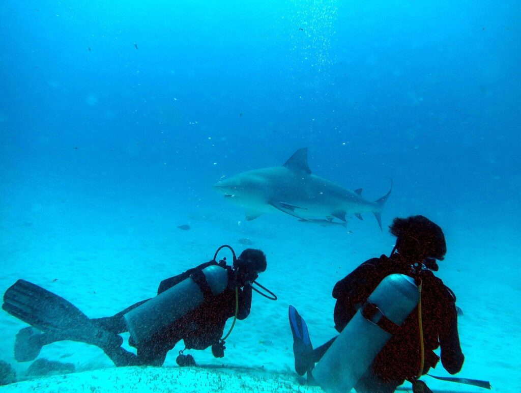 Dos buceadores vistos de espaldas sobre la arena blanca, uno tumbado y el otro de rodillas, miran pasar por encima de ellos un gran tiburón toro de perfil, con una rémora bajo el vientre, en un agua azul luminosa