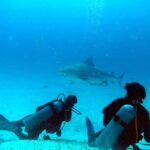 Dos buceadores vistos de espaldas sobre la arena blanca, uno tumbado y el otro de rodillas, miran pasar por encima de ellos un gran tiburón toro de perfil, con una rémora bajo el vientre, en un agua azul luminosa