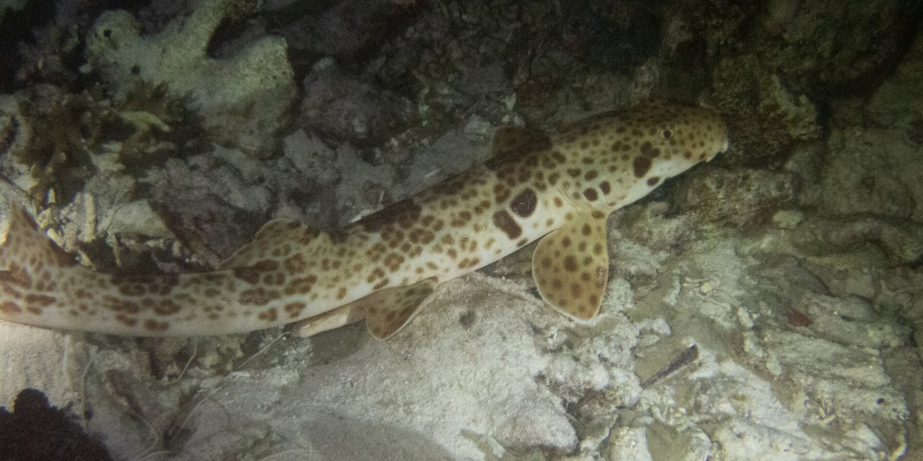 Un tiburón caminante sobre el fondo, de noche, entre la arena y los restos de coral, con la cabeza a la derecha: un cuerpo crema cubierto de manchas marrones, una gran mancha oscura sobre la aleta pectoral y aletas en forma de paleta apoyadas en el fondo