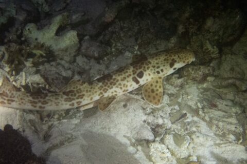 Un tiburón caminante sobre el fondo, de noche, entre la arena y los restos de coral, con la cabeza a la derecha: un cuerpo crema cubierto de manchas marrones, una gran mancha oscura sobre la aleta pectoral y aletas en forma de paleta apoyadas en el fondo