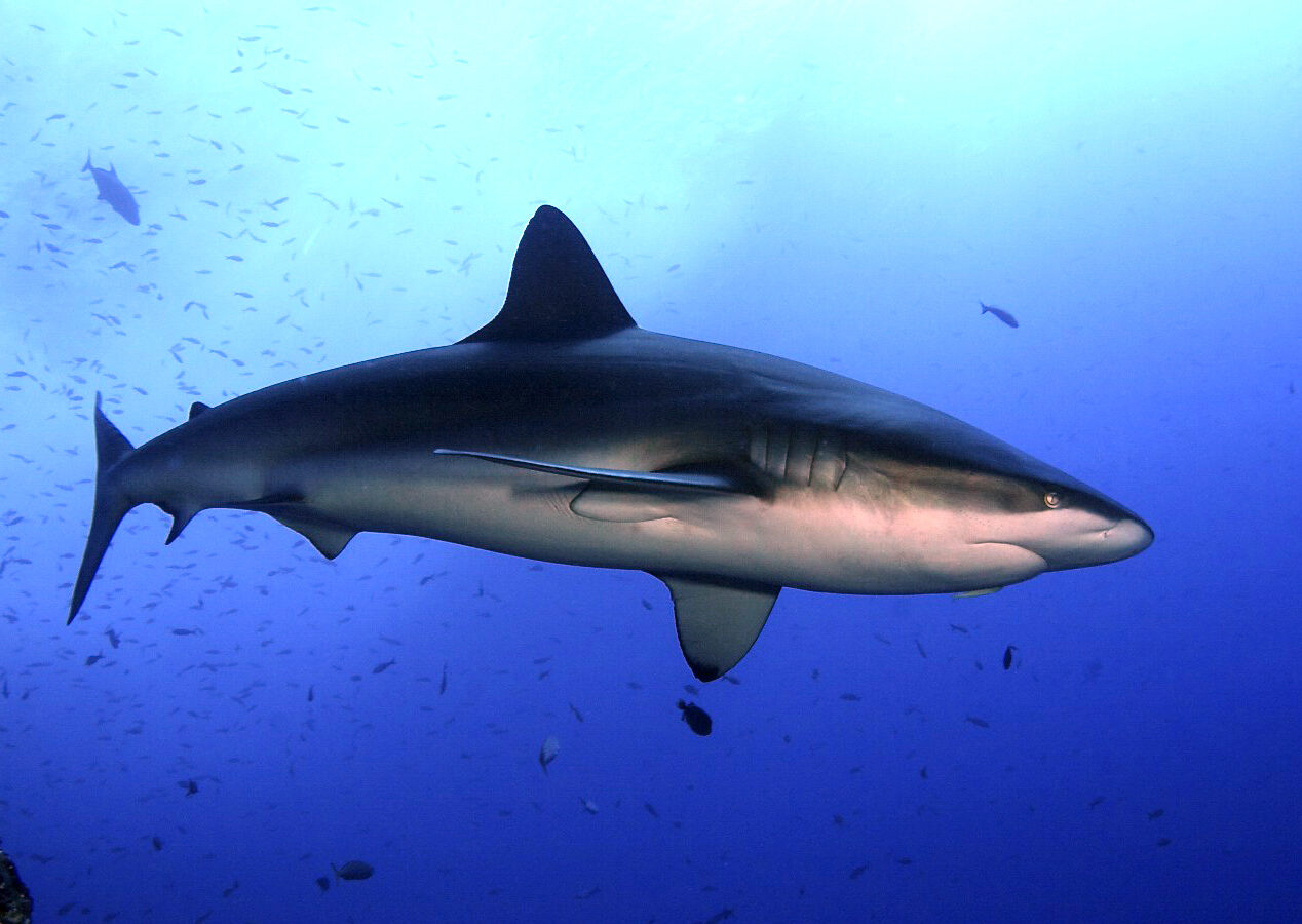 Un tiburón de Galápagos nada de perfil en el azul en medio de una nube de pequeños peces: primera dorsal alta, dorso gris pardo, vientre blanco, hocico ancho y redondeado