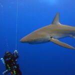 Un gran tiburón de Galápagos pasa muy cerca de buceadores con recicladores suspendidos a lo largo de un cabo en el azul, con su larga pectoral y su alta dorsal bien visibles