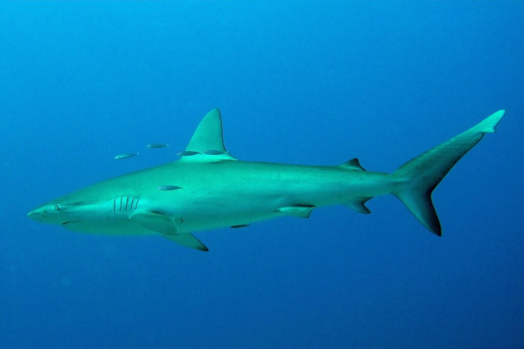 Un tiburón de Galápagos de perfil en aguas abiertas y azules, con algunos pequeños peces plateados alrededor de su dorsal: cuerpo fusiforme, primera dorsal alta y ligeramente falcada, pequeña segunda dorsal, cola larga
