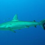 Un tiburón de Galápagos de perfil en aguas abiertas y azules, con algunos pequeños peces plateados alrededor de su dorsal: cuerpo fusiforme, primera dorsal alta y ligeramente falcada, pequeña segunda dorsal, cola larga