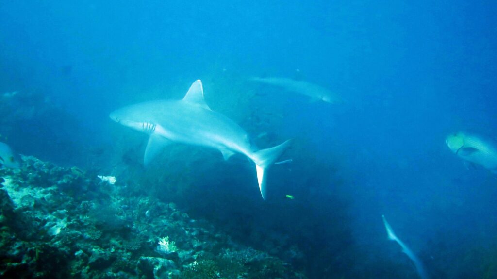 Un tiburón gris de arrecife de cuerpo pálido cruza sobre el arrecife en un agua azul velada, con un segundo tiburón a lo lejos y la cola de un tercero abajo a la derecha.