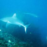 Un tiburón gris de arrecife de cuerpo pálido cruza sobre el arrecife en un agua azul velada, con un segundo tiburón a lo lejos y la cola de un tercero abajo a la derecha.