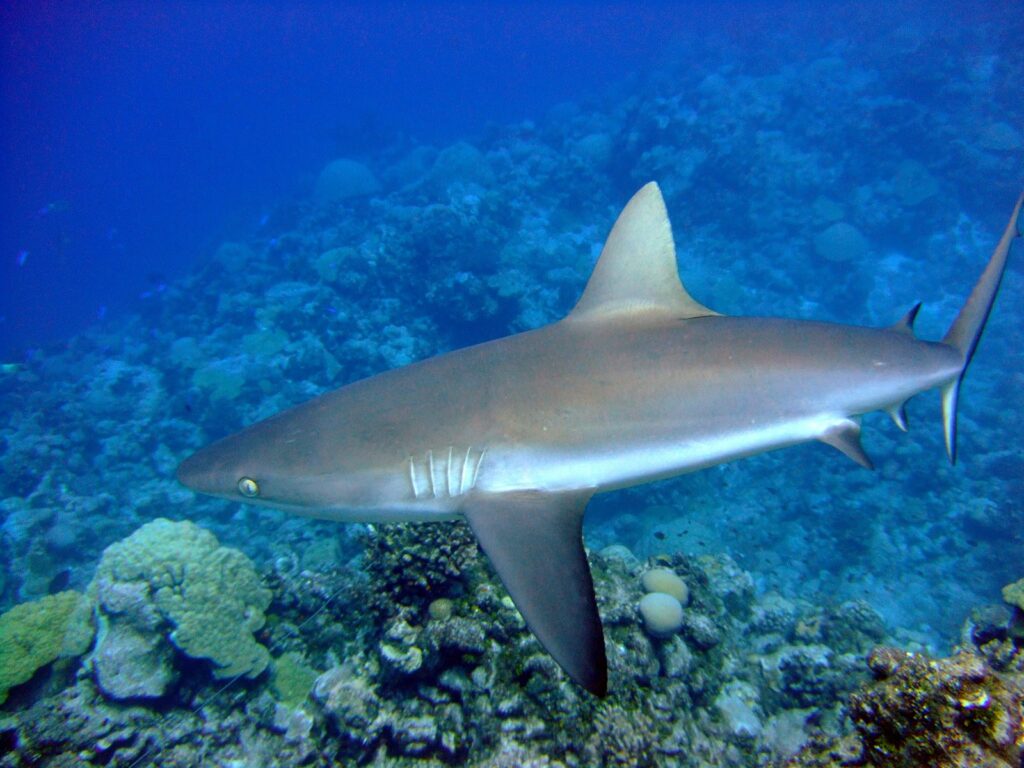 Un tiburón gris de arrecife visto de perfil, con el dorso bronce, el vientre blanco y la aleta caudal ribeteada de negro, se desliza sobre un arrecife de coral en un agua azul.