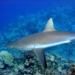 Un tiburón gris de arrecife visto de perfil, con el dorso bronce, el vientre blanco y la aleta caudal ribeteada de negro, se desliza sobre un arrecife de coral en un agua azul.
