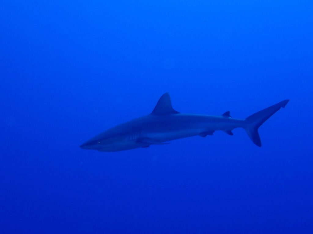 Un tiburón gris de arrecife se desliza de perfil en un azul profundo y uniforme, con la aleta caudal levantada