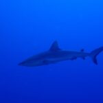 Un tiburón gris de arrecife se desliza de perfil en un azul profundo y uniforme, con la aleta caudal levantada