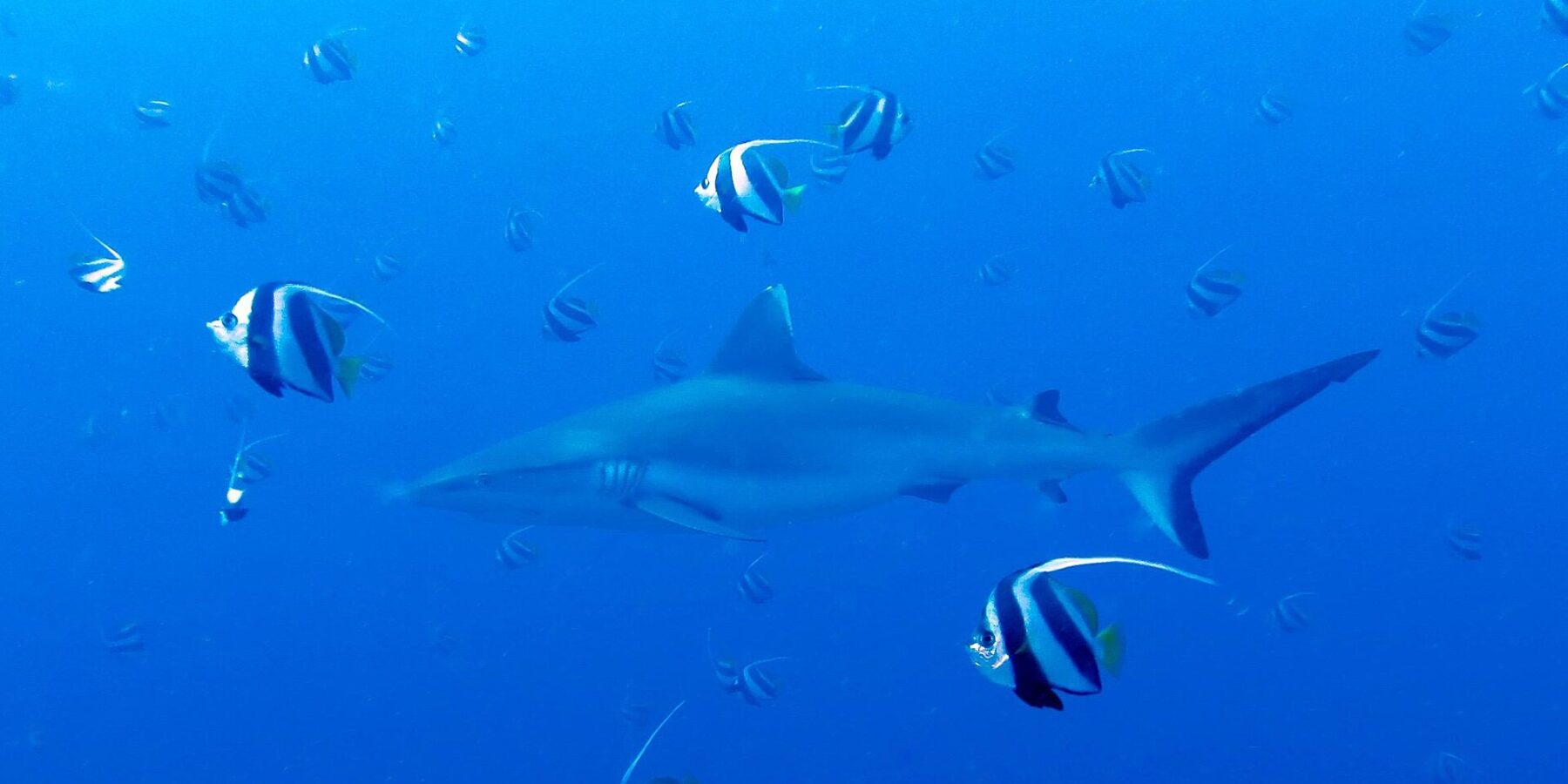Un tiburón gris de arrecife nada en el azul en medio de un banco de peces bandera blancos y negros
