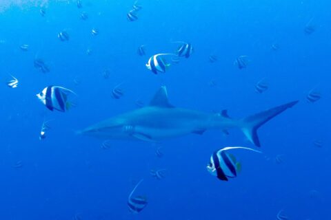 Un tiburón gris de arrecife nada en el azul en medio de un banco de peces bandera blancos y negros