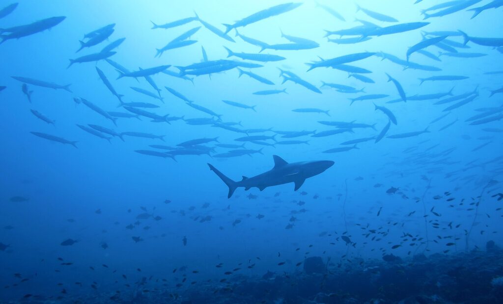 La silueta de un tiburón gris de arrecife pasa bajo un gran banco de barracudas, sobre un arrecife poblado de pequeños peces