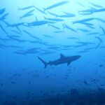 La silueta de un tiburón gris de arrecife pasa bajo un gran banco de barracudas, sobre un arrecife poblado de pequeños peces
