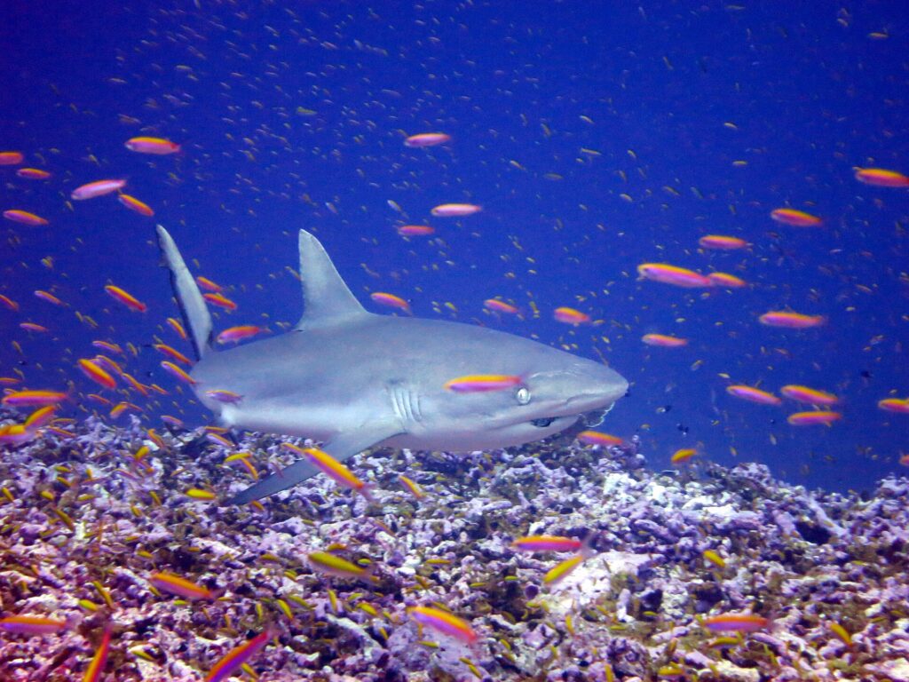 Un tiburón gris de arrecife nada de tres cuartos a ras de un arrecife, en medio de una nube de anthias naranjas: hocico ancho y redondeado, ojo grande, primera dorsal gris lisa, margen trasero de la cola ribeteado de negro