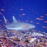 Un tiburón gris de arrecife nada de tres cuartos a ras de un arrecife, en medio de una nube de anthias naranjas: hocico ancho y redondeado, ojo grande, primera dorsal gris lisa, margen trasero de la cola ribeteado de negro