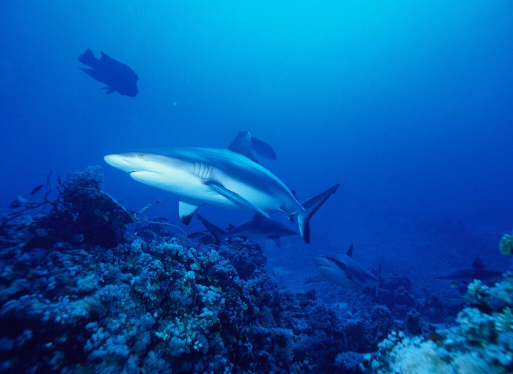 Varios tiburones grises de arrecife patrullan sobre un arrecife de coral en el azul; el primero, visto de tres cuartos desde abajo, con la cola bordeada de negro y las aletas ventrales con la punta negra