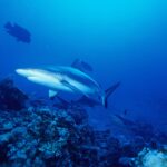Varios tiburones grises de arrecife patrullan sobre un arrecife de coral en el azul; el primero, visto de tres cuartos desde abajo, con la cola bordeada de negro y las aletas ventrales con la punta negra