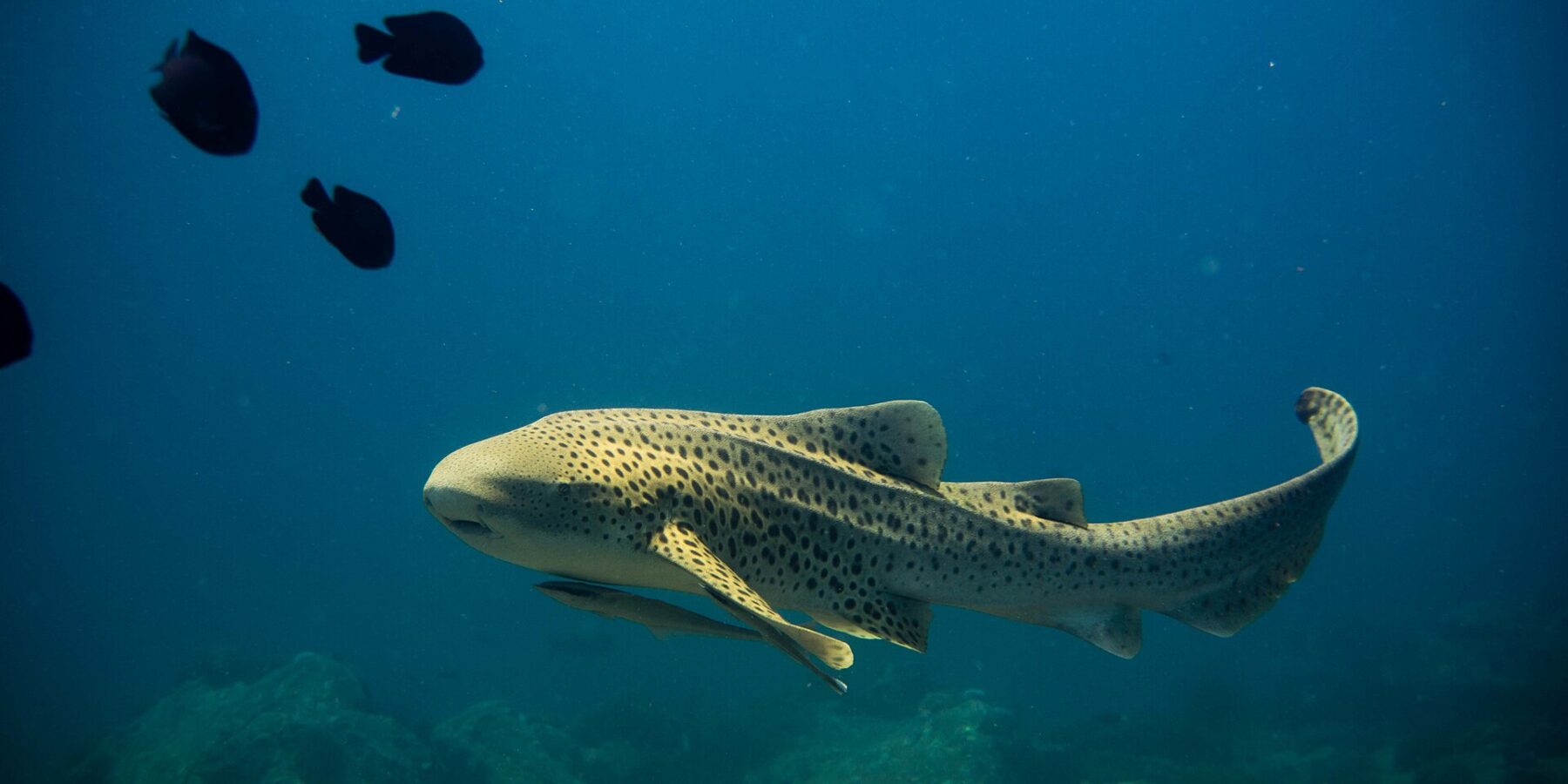 Un tiburón cebra adulto, de cuerpo amarillo arena cubierto de manchas oscuras y larga cola levantada, nada hacia la izquierda en aguas abiertas y azules con una rémora bajo el vientre, algunos peces negros por encima y rocas desenfocadas por debajo
