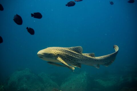 Un tiburón cebra adulto, de cuerpo amarillo arena cubierto de manchas oscuras y larga cola levantada, nada hacia la izquierda en aguas abiertas y azules con una rémora bajo el vientre, algunos peces negros por encima y rocas desenfocadas por debajo