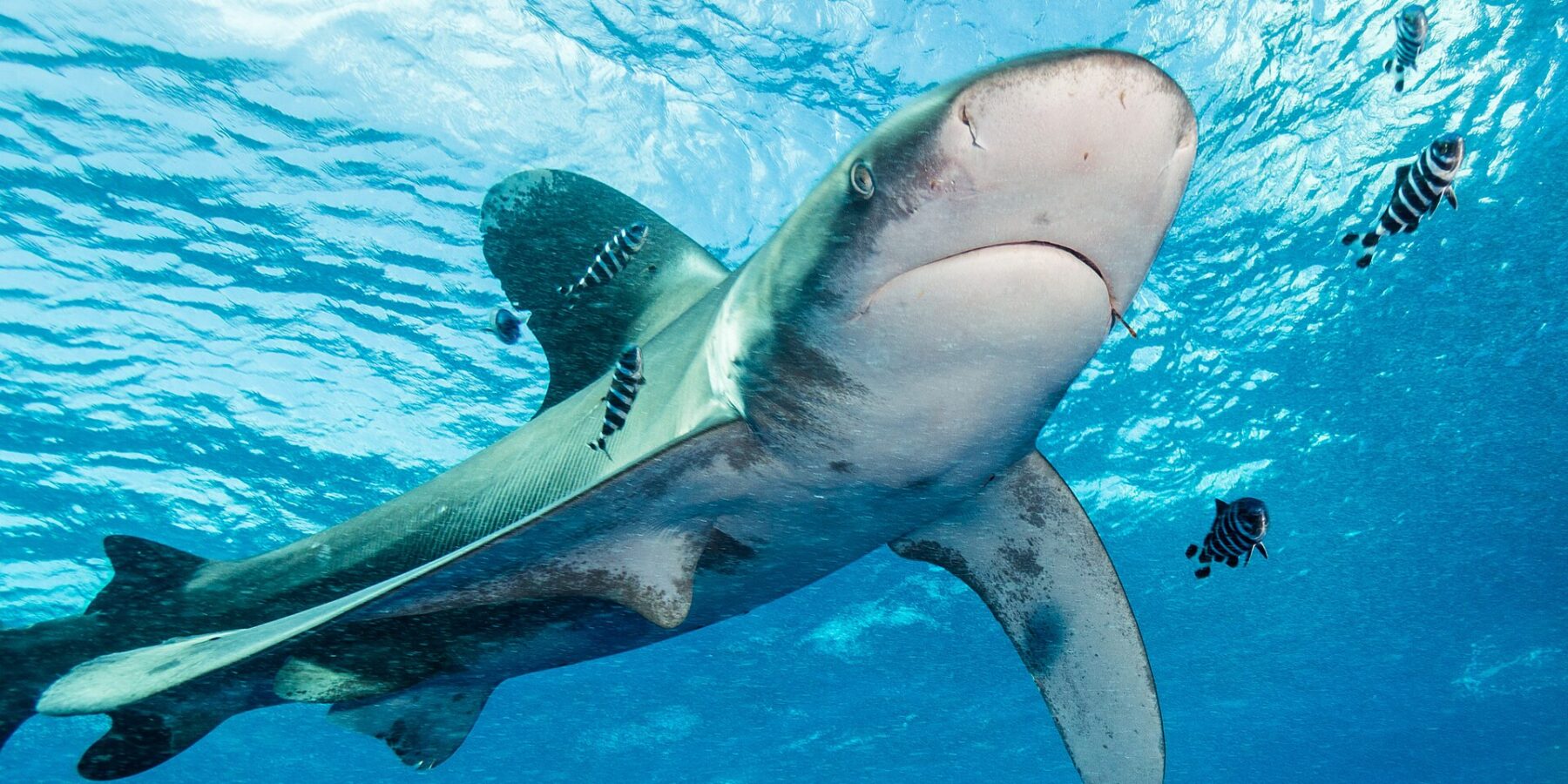 Un tiburón oceánico con las aletas de borde blanco nada bajo la superficie, rodeado de peces piloto rayados