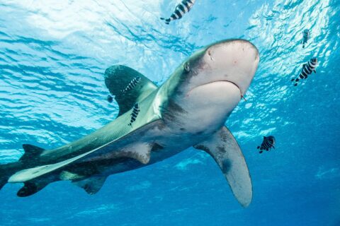 Un tiburón oceánico con las aletas de borde blanco nada bajo la superficie, rodeado de peces piloto rayados