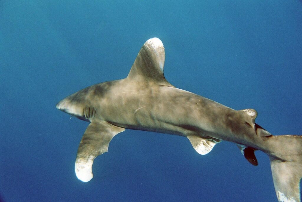 Un tiburón oceánico visto de cerca y un poco desde arriba: inmensa primera dorsal redondeada y larga pectoral redondeada, con las puntas blancas jaspeadas de manchas oscuras y el dorso gris bronce