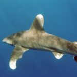 Un tiburón oceánico visto de cerca y un poco desde arriba: inmensa primera dorsal redondeada y larga pectoral redondeada, con las puntas blancas jaspeadas de manchas oscuras y el dorso gris bronce
