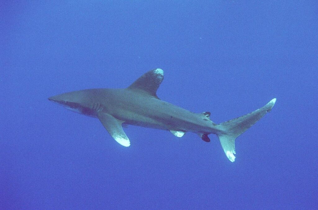 Un tiburón oceánico de perfil en aguas abiertas y azules: primera dorsal alta y redondeada, pectorales largas, puntas blancas moteadas en la dorsal, las pectorales y los lóbulos de la cola